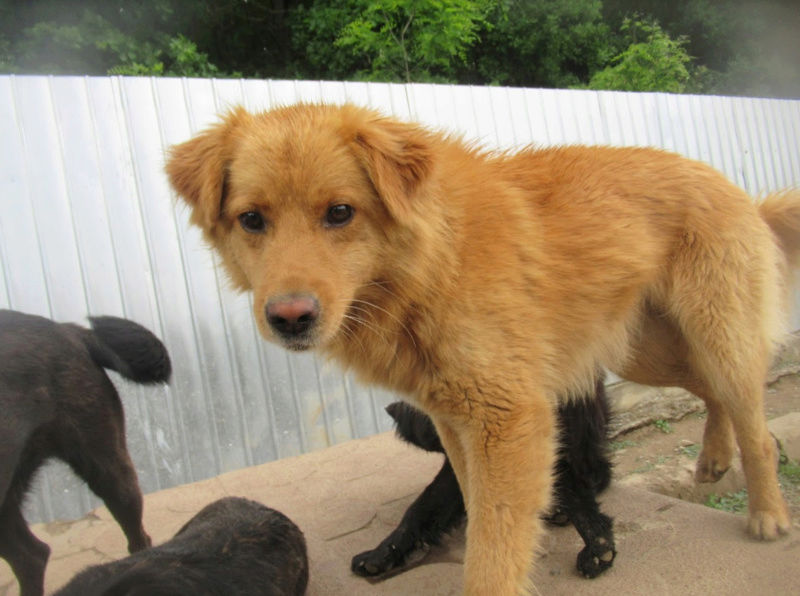 BANDIT (ex CARAMEL) - joli mâle croisé de taille moyenne, né environ en juillet 2016 - (PASCANI) - REMEMBER ME LAND - Adopté par Amandine (75) Carame17