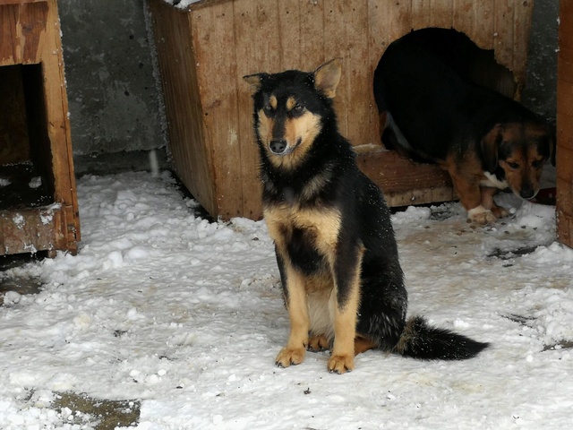 KIAA (ex INDY) - femelle, croisée de taille moyenne, née environ septembre 2016 - CHEZ ALINA & ANDA - Adoptée par Sophie (Belgique) Indy10