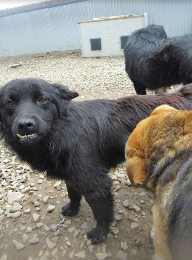 JACKSON - mâle croisé de taille moyenne, né environ en octobre 2015. (PASCANI) - REMEMBER ME LAND - Adopté par Renata (82) Jackso19