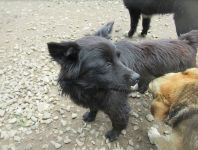 JACKSON - mâle croisé de taille moyenne, né environ en octobre 2015. (PASCANI) - REMEMBER ME LAND - Adopté par Renata (82) Jackso21