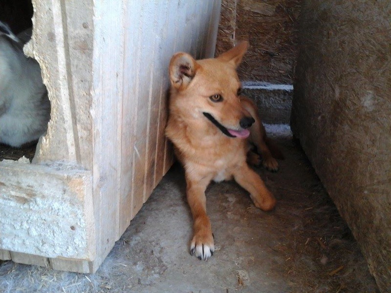 STIRBU - mâle, croisé, de petite taille, né en 2013/2014 - Refuge Anda et Alina - Adopté  par Lorène (57) Stirbu13