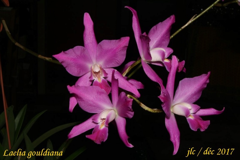 Laelia gouldiana Laelia15