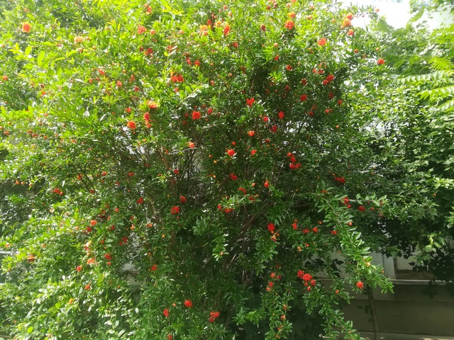 Le grenadier (punica granatum). Photos. Infos:entretien, culture. - Page 3 Img_2022