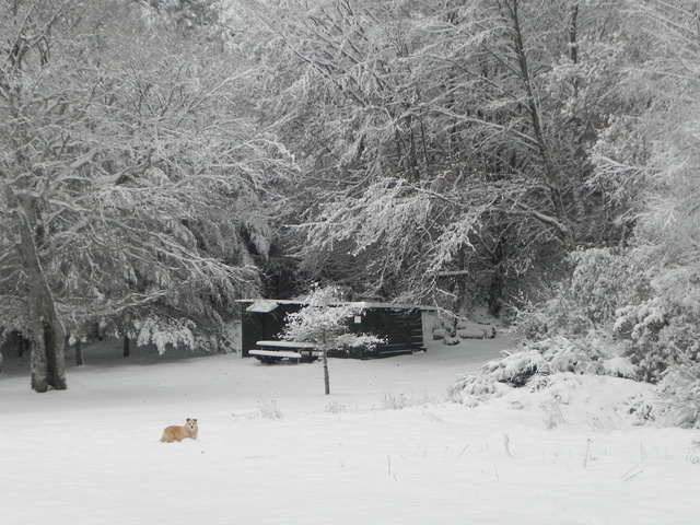 Monsieur Hiver est au rendez vous ! Dscn4315