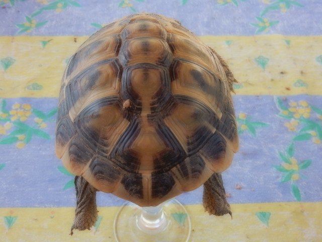 Identification Tortue17