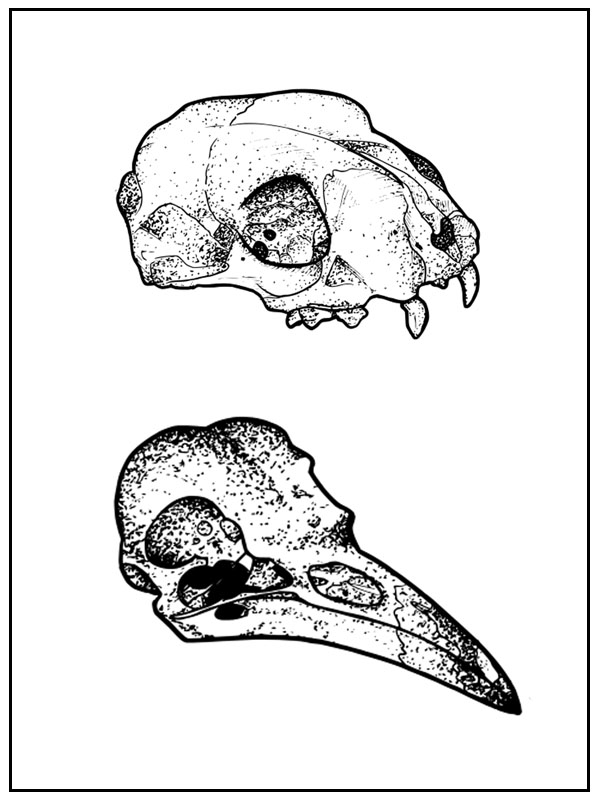 Galeries Skull_10