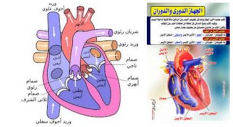 من أعضاء الإخراج الرئيسية في الجسم