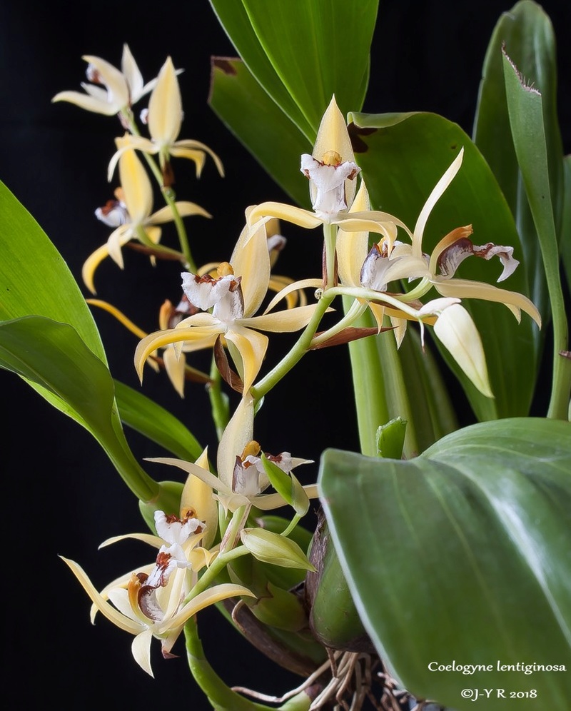 Coelogyne lentiginosa Coelog15