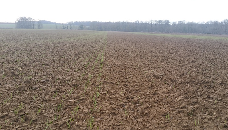 resemis blé d hiver ou semis de blé de  printemps 20170210