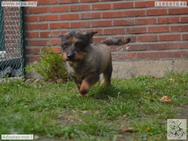 MERLIN - x teckel 8 ans - Refuge de Cointe (Belgique) 1872