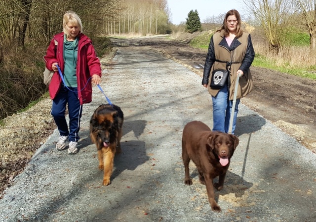 PRALINE - labrador 8 ans - Refuge Opale à Lessines (Belgique) 2264