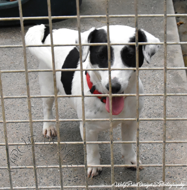 PRINCESSE - jack russel 6 ans - Arche de Noe à Maisières (Belgique) 2278