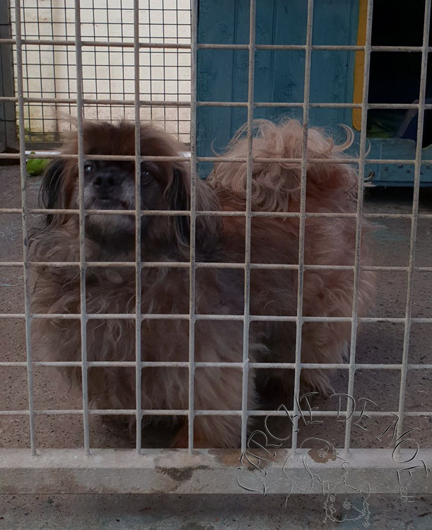 PACO et VASCO - x pekinois 13 et 10 ans - Arche de Noe à Maisières (Belgique) 2346