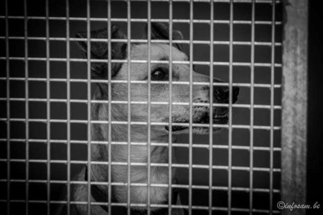REXx - x labrador 9 ans -Animal sans Toit à Grace Hollogne (Belgique) 2383