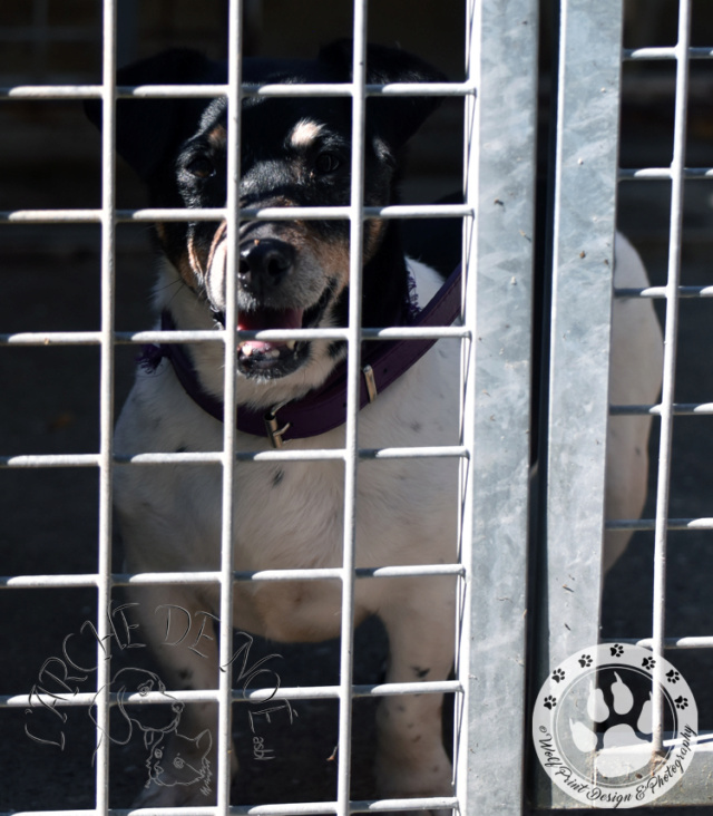 CLEA -  jack russel 11 ans (saisie)  Arche de Noe à Maisières (Belgique) 2456