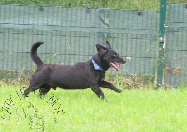 FIDJI - x labrador 7 ans - Arche de Noe à Maisières (Belgique) 3660