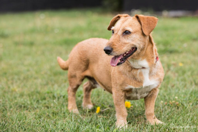 NINA -x basset 10 ans -Animal sans Toit à Grace Hollogne (Belgique) 4279