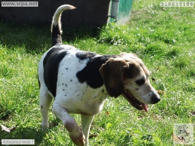 BALTI - bleu de gascogne 9 ans - Refuge de Vinalmont  (Belgique) 4322