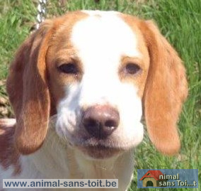 WATSON - beagle 1 an - Animal sans Toit à Grace Hollogne (Belgique) W111