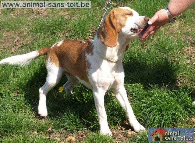 WATSON - beagle 1 an - Animal sans Toit à Grace Hollogne (Belgique) W311