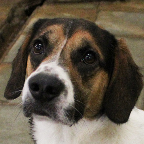 WATSON - x beagle 2 ans - Sans Collier à Chastre (Belgique) Watson10