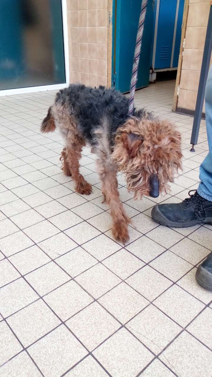 help !!!! MICKEY Welsh terrier mâle 10 ans - trouvé dans un état pitoyable ! -  refuge de Béthune (62)  Img_2378