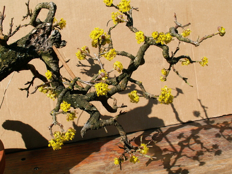 Cornus mas.  Cascading bonsai... 01410