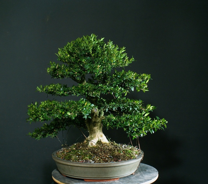 Boxwood.  Eight years of life in a pot... 049_b11