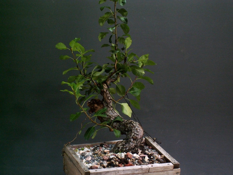 Pyrus communis_A year after an airlayer Front_14