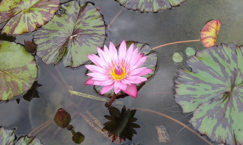 Les nénus et lotus de nagol 20170812