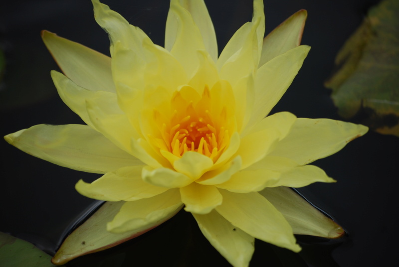 Les nénus et lotus de nagol Dsc_0515