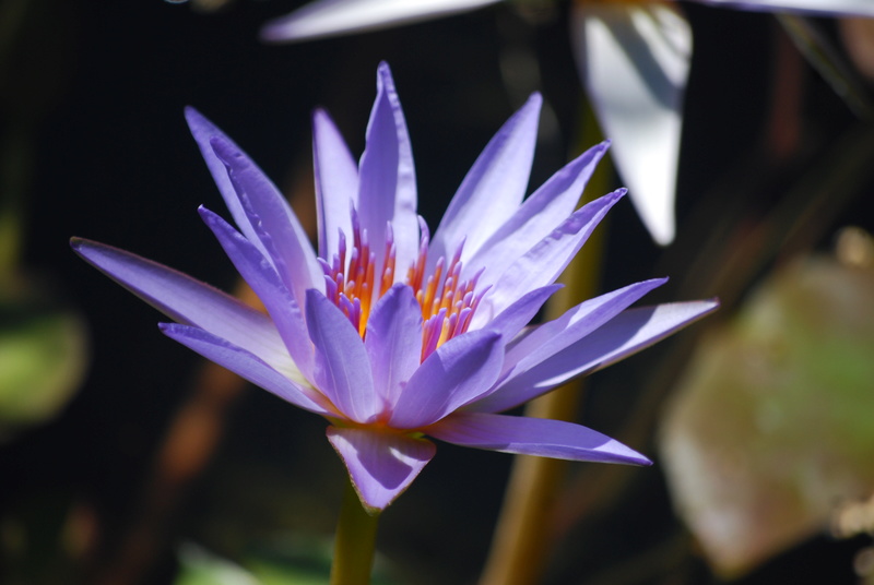 Les nénus et lotus de nagol Dsc_0611