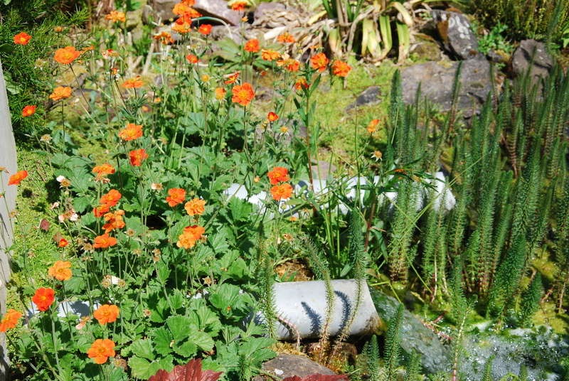 Plantes de mon jardin Dsc_2013