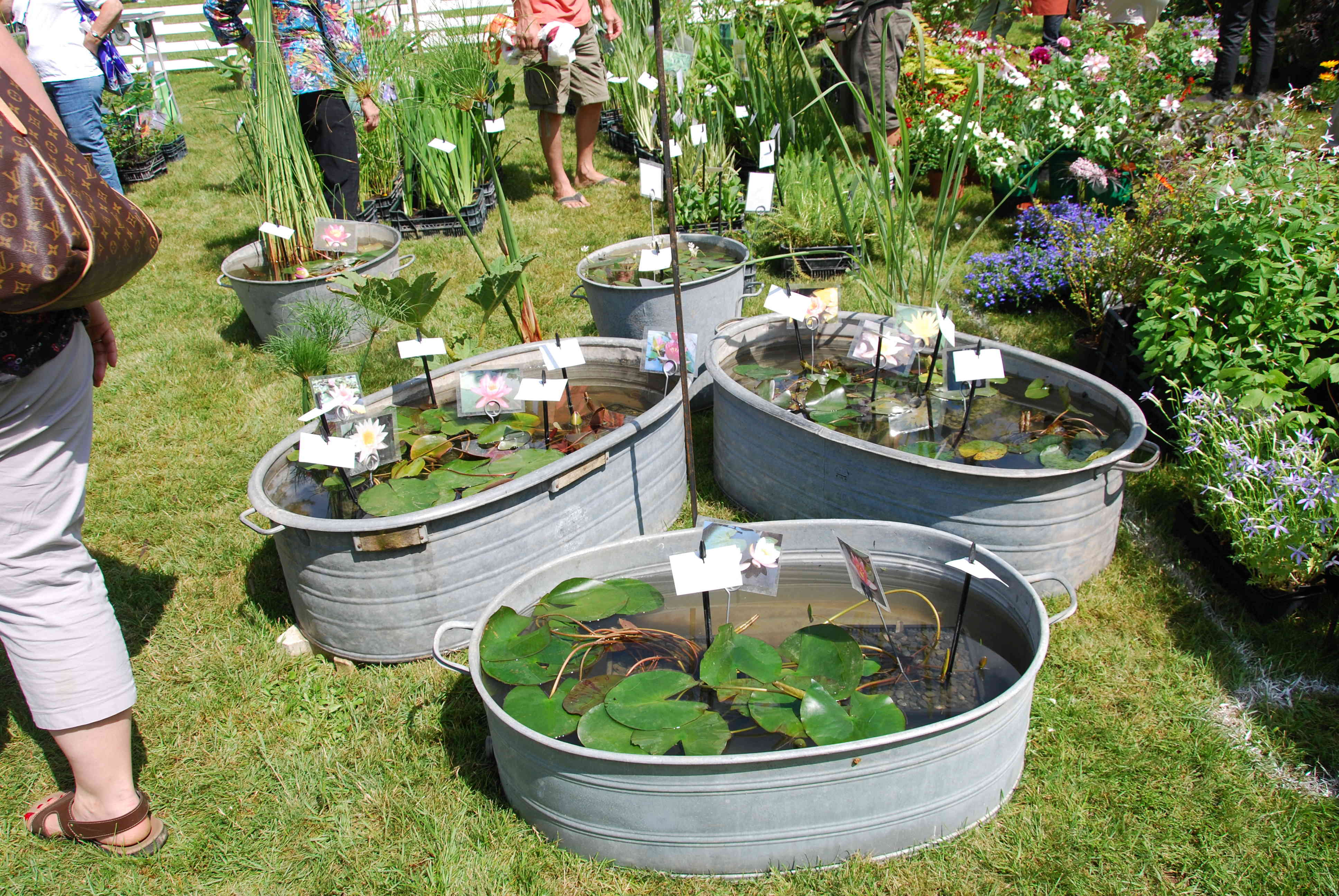 Fête des plantes Bagnoles de l'orne Dsc_2044