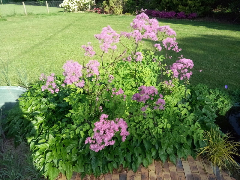 Plantes de mon jardin Img_2071