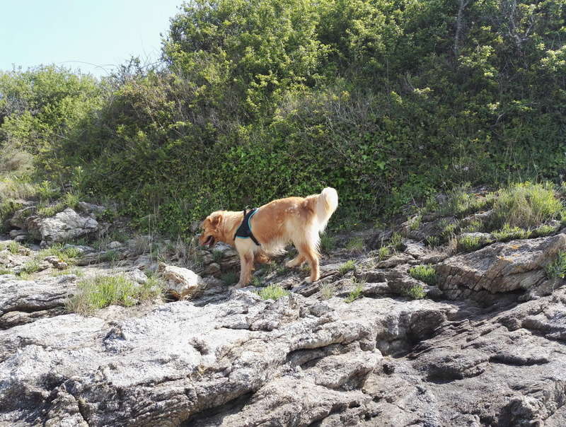 Les aventures d'Icare, Golden retriever - Page 22 Img_2035
