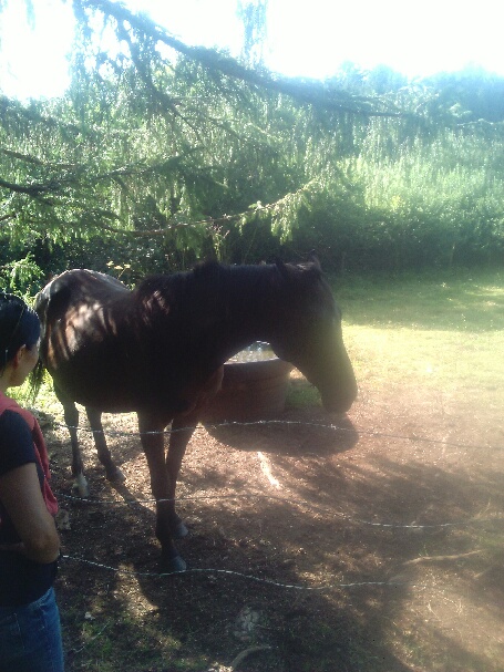 HAVANE - OI poney née en 1995 - adoptée en mars 2014 par dona carlota - Page 3 Part_110