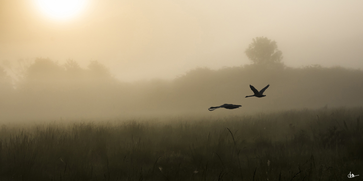 brume matinale dans la brenne