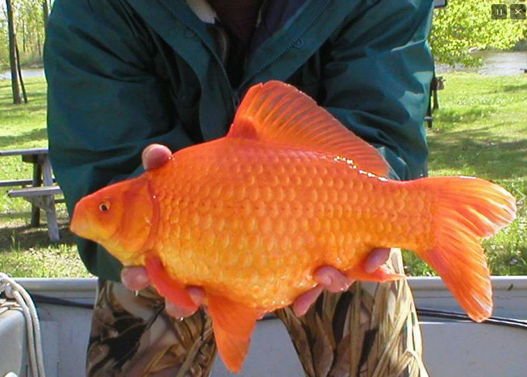 MAJ 08-02-2021- Recueil de gros poissons rouges pêchés dans les étangs et rivières Gros_p10