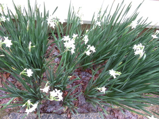 cymbidium ice cascade  - Page 2 Img_7412