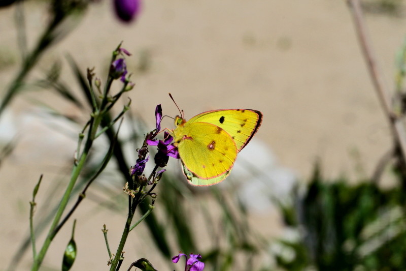 Quelques photos de ces derniers jours Avril122