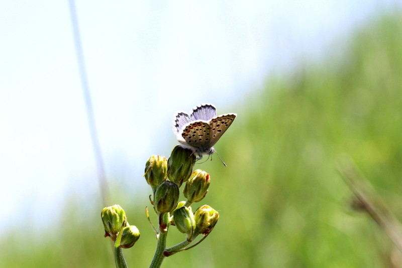 Quelques photos de ces derniers jours Avril137