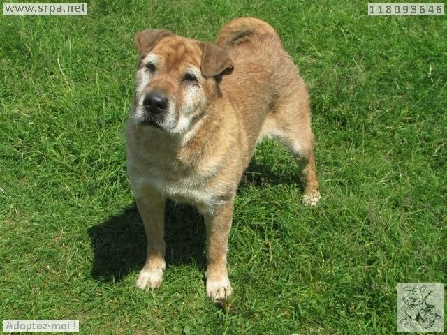 Cacahuète Xsharpei 9 ans 1 mois SPA de Cointe  33079110