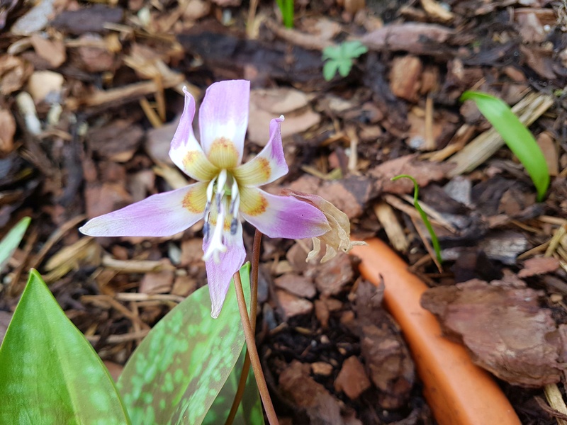 Erste Frühlingsboten im Garten und in Wald und Flur - Seite 65 20180432