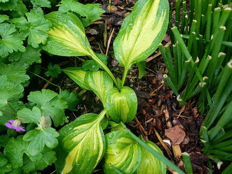 Tummelplatz für Hostaholiker (Hosta - Funkie) - Seite 7 20180531