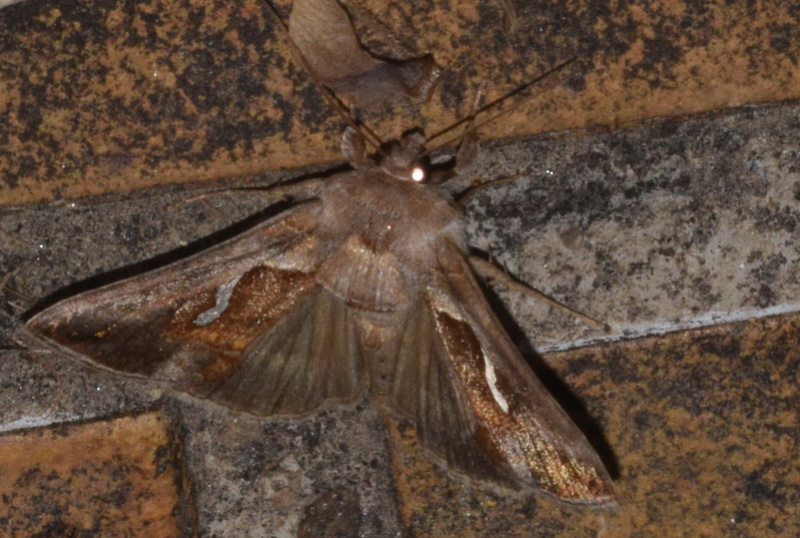 Macdunnoughia confusa, 2018-047