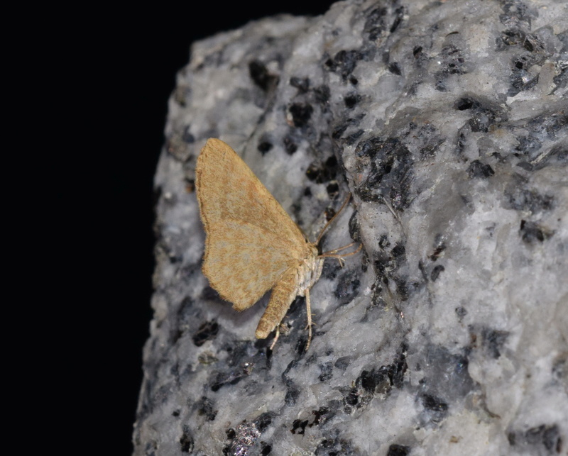 soirée du 1er août : Cochylis dubitana, Dichomeris alacella, Hydraecia micacea, Dolichartia punctalis, Euchoeca nebulata, Eudonia mercurella _dsc_111