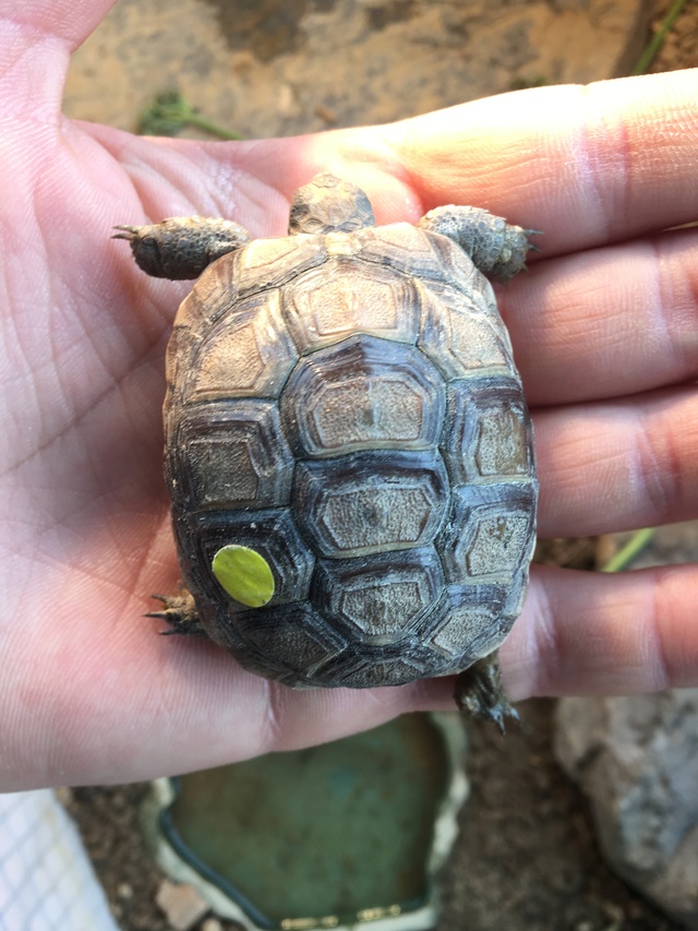 Identification espèce tortue  Img_1226