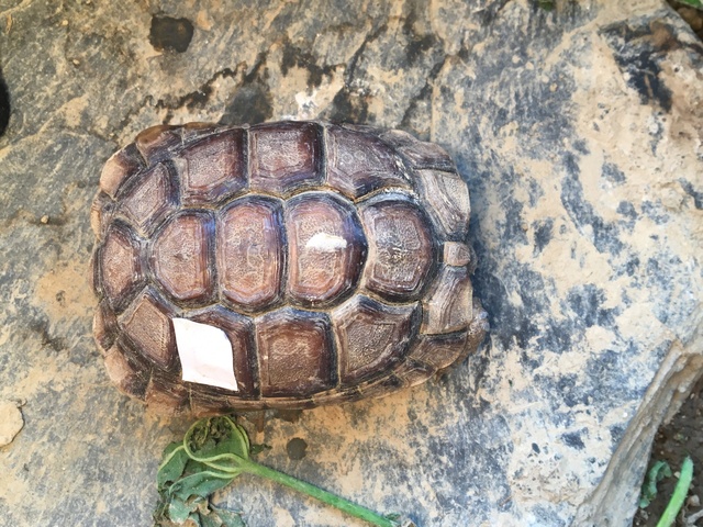 Identification espèce tortue  Img_1232