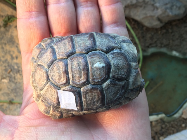 Identification espèce tortue  Img_1233